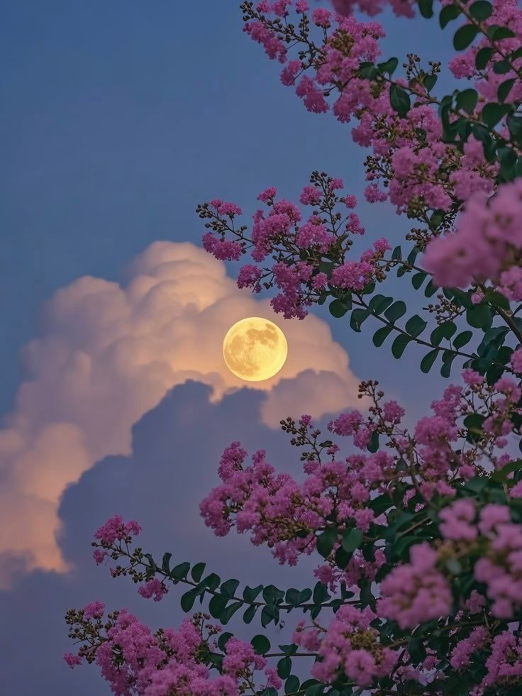 أعيش وأحيا 🍀🧚♀️💜